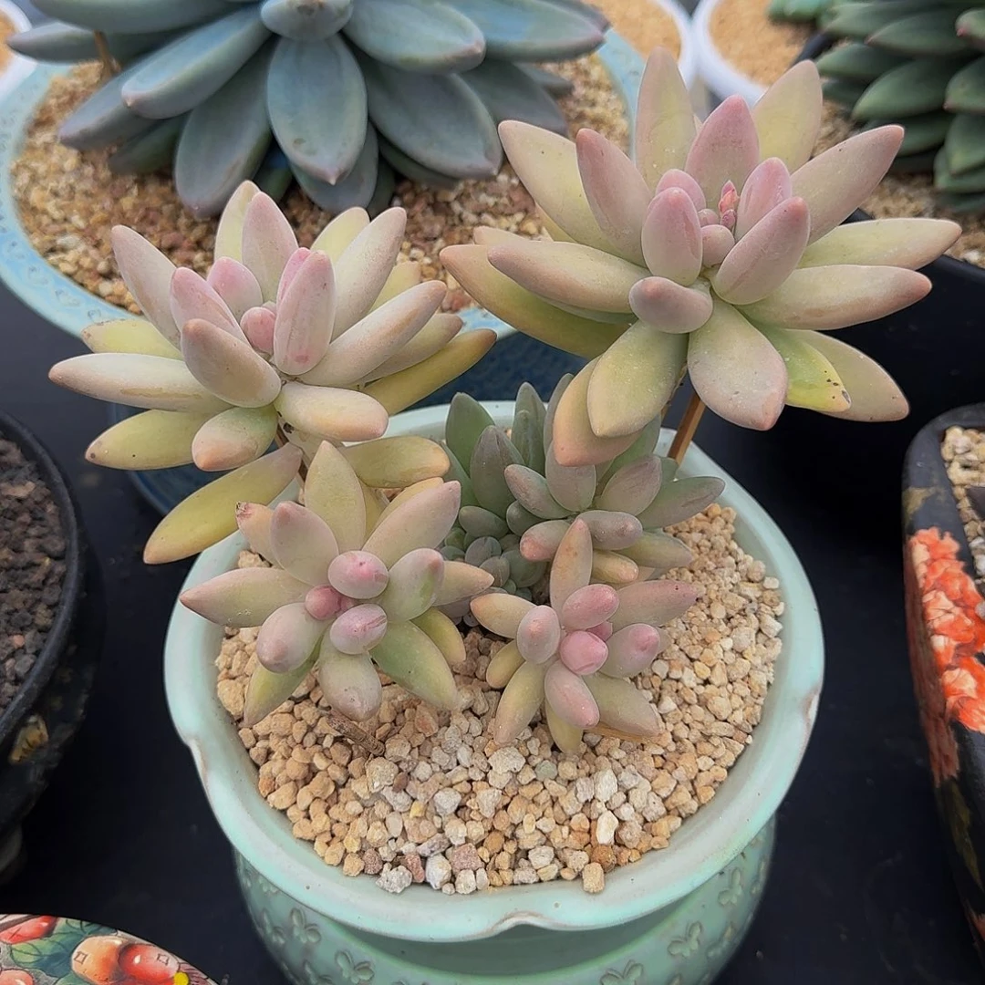 白兰地 老桩 一物一拍