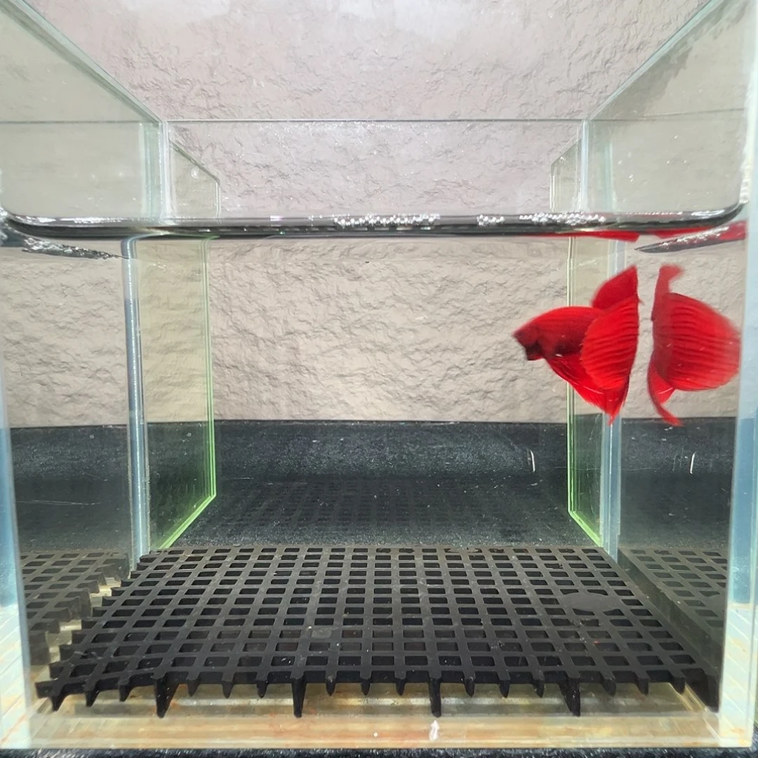 斗鱼阿浩泰斗23日53