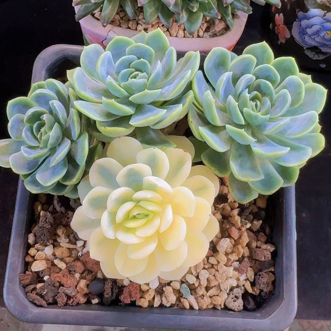 草莓冰锦多肉一物一拍