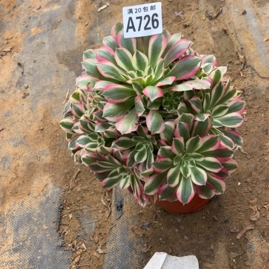 726布加迪不包断枝