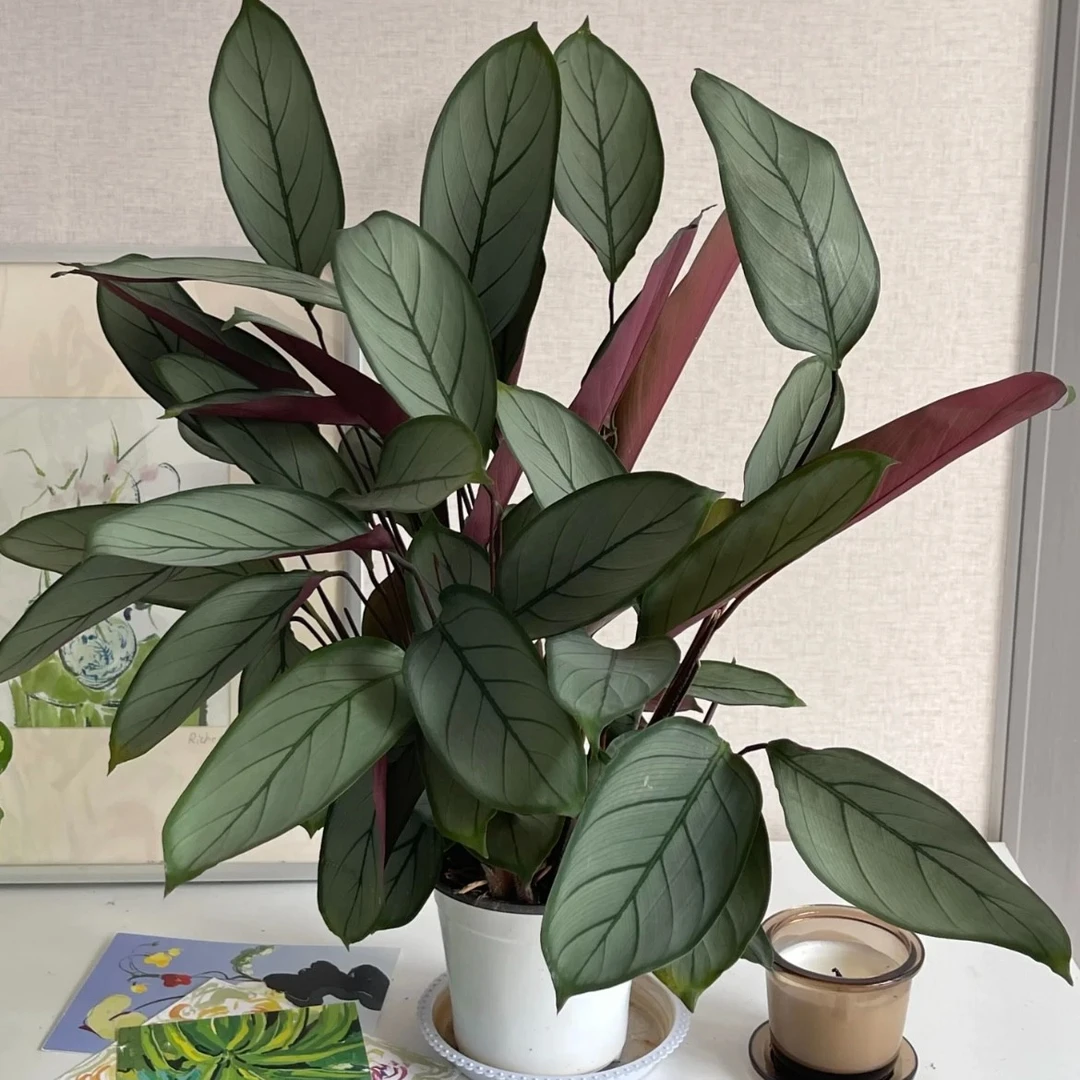 青城老飞羽竹芋花卉绿植盆栽室内办公室客厅净化空气四季常青
