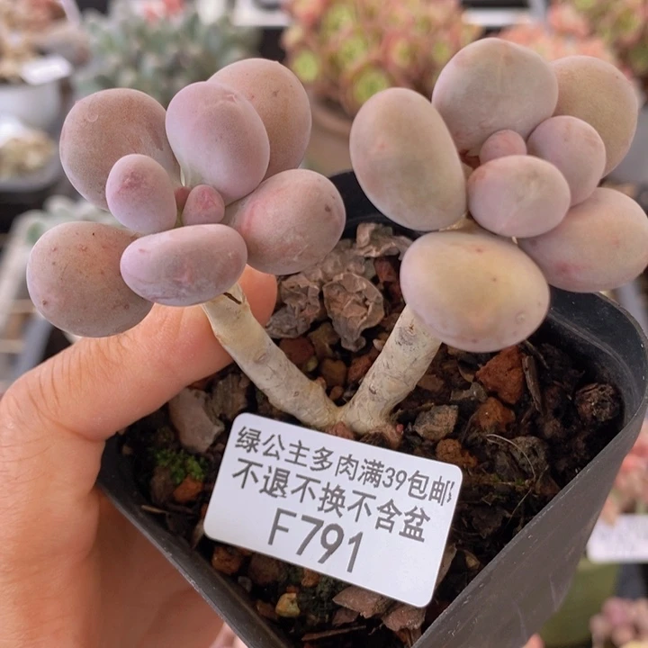 彩虹奶老桩791多肉植物