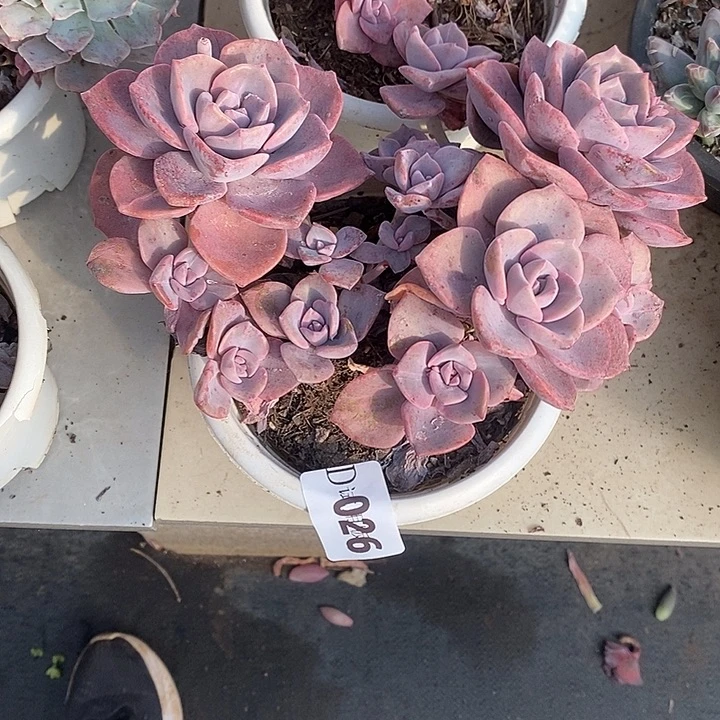 小***抠026彩虹糖多肉植物多肉