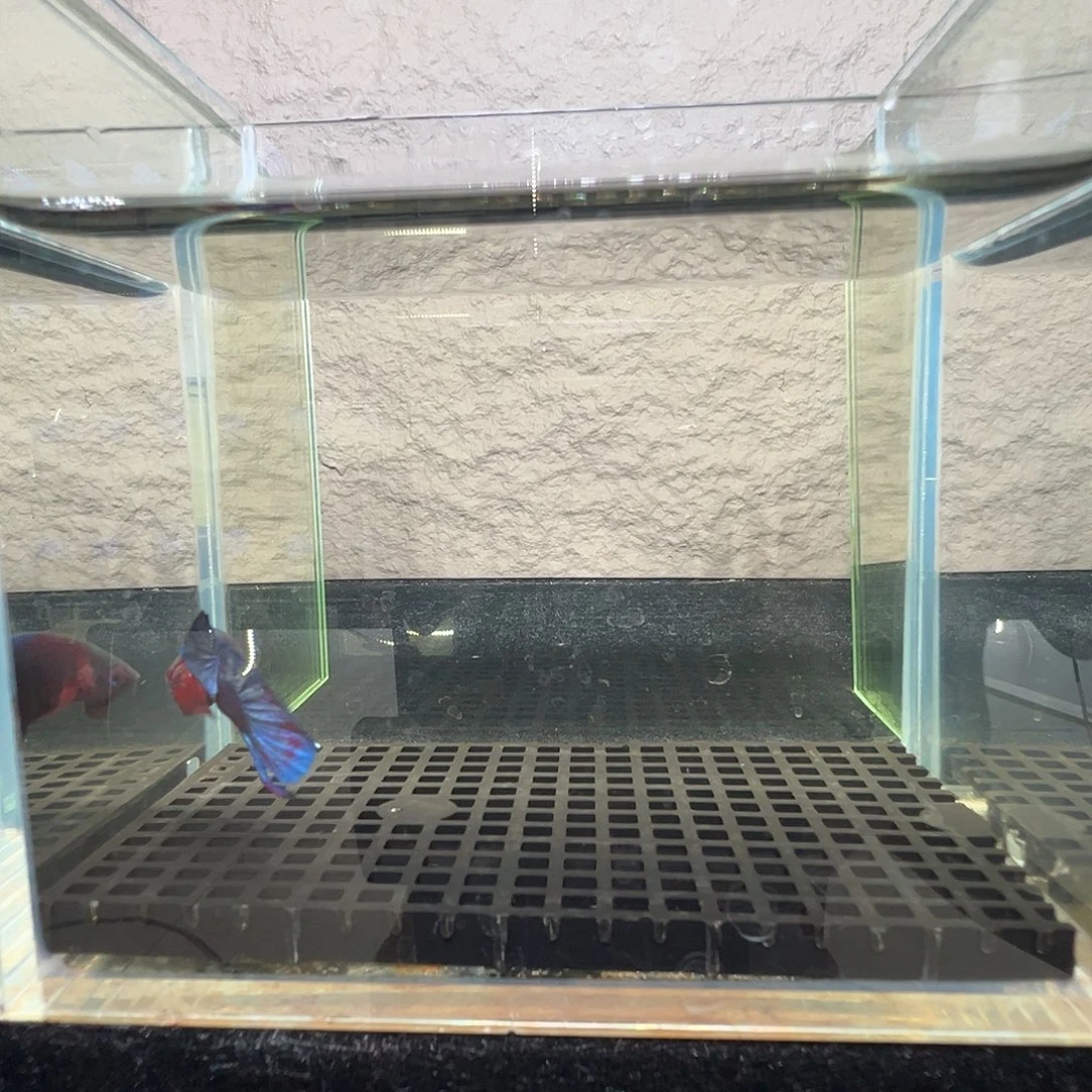 斗鱼阿浩泰斗12日25