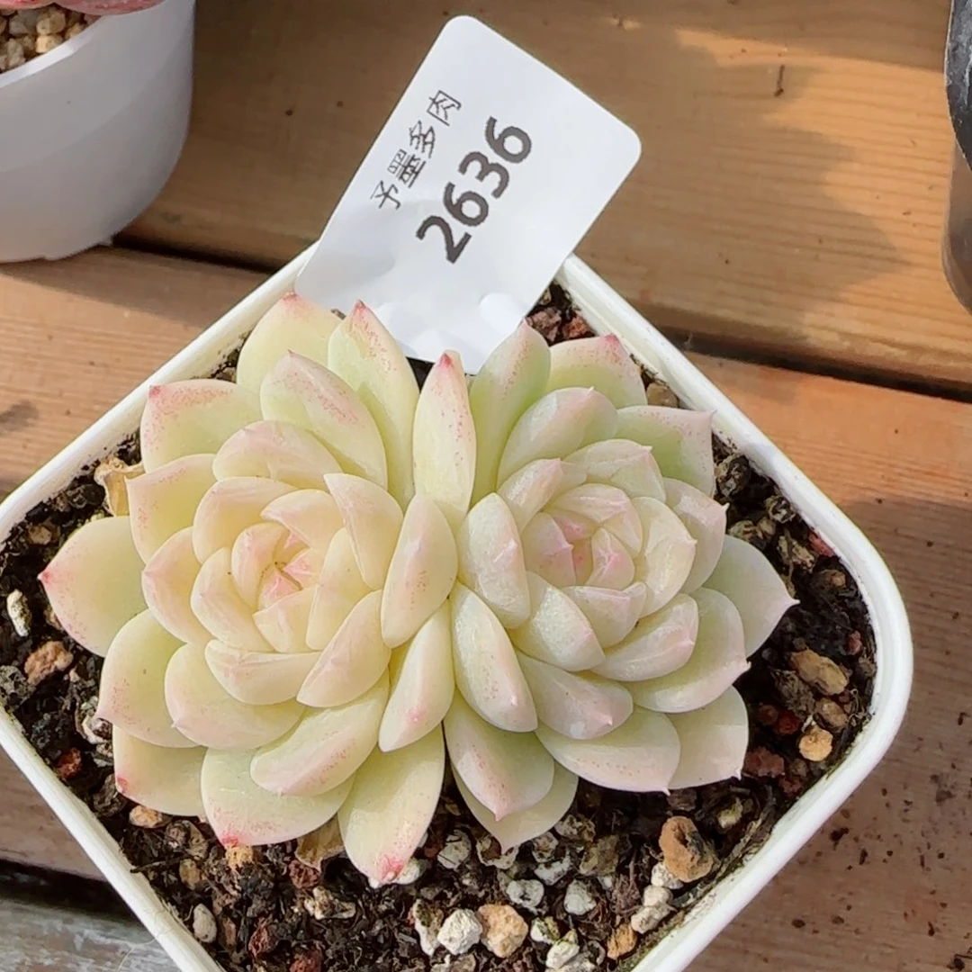 孤品珍妮，2636多肉植物