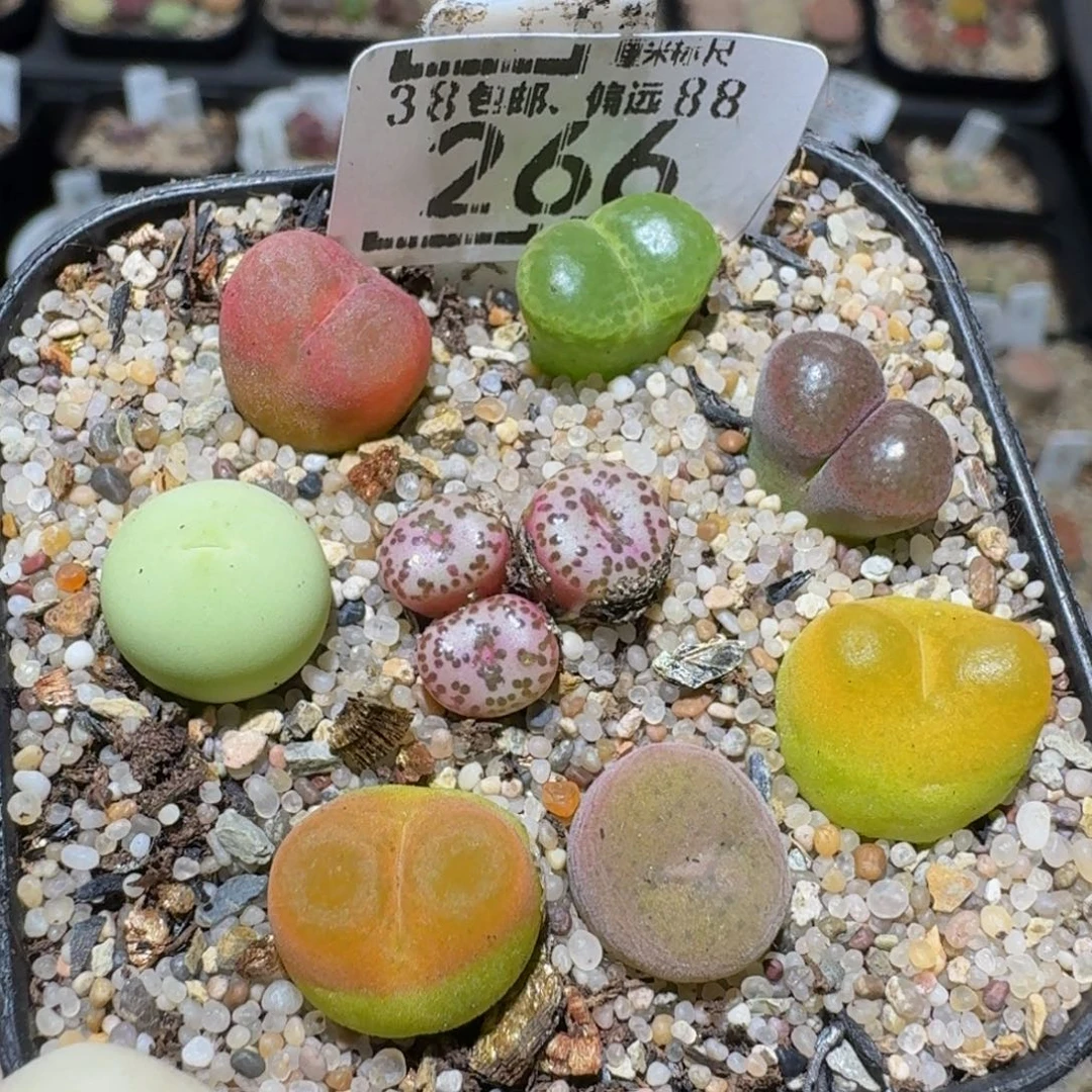 zzzzz生石花肉锥266