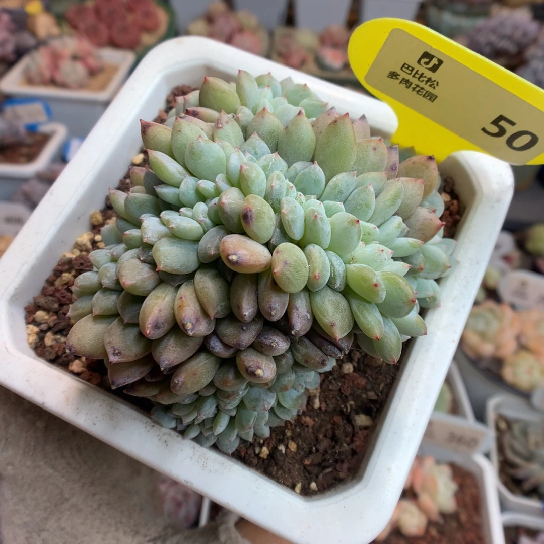 50星影缀化多肉植物