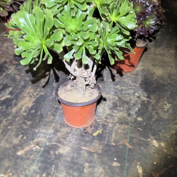 一单包邮不包侧枝32