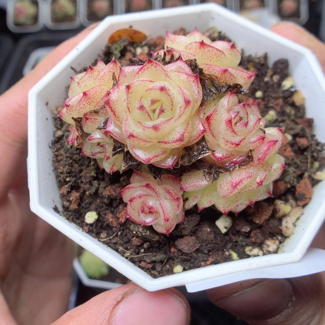 无花朵E60 yyyyyyyy