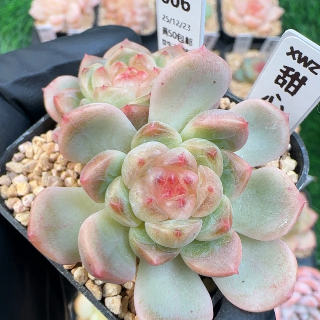 006  甜心   5厘米盆