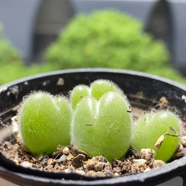长毛翠迪7898枝干番杏