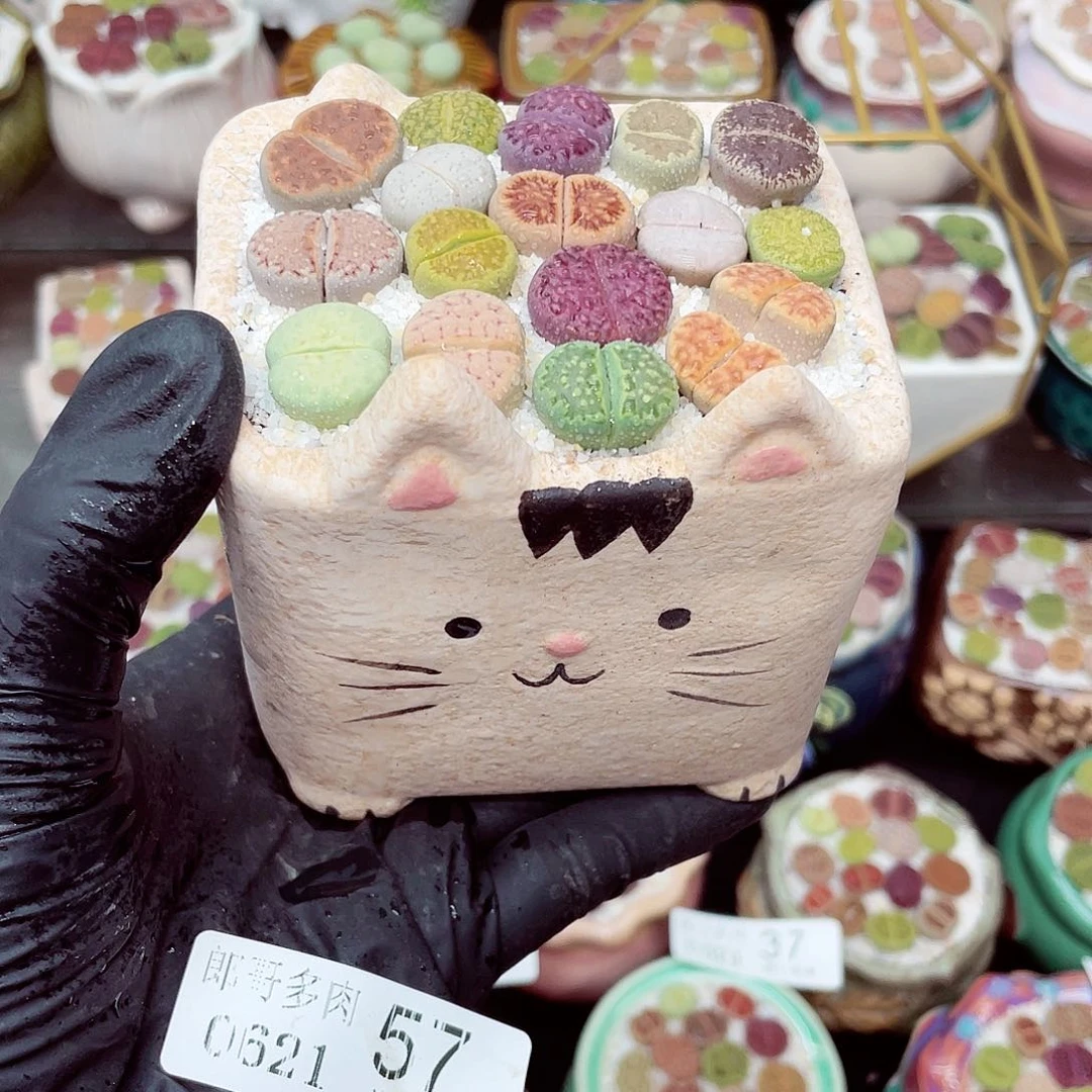 生石花18包邮0621-郎57