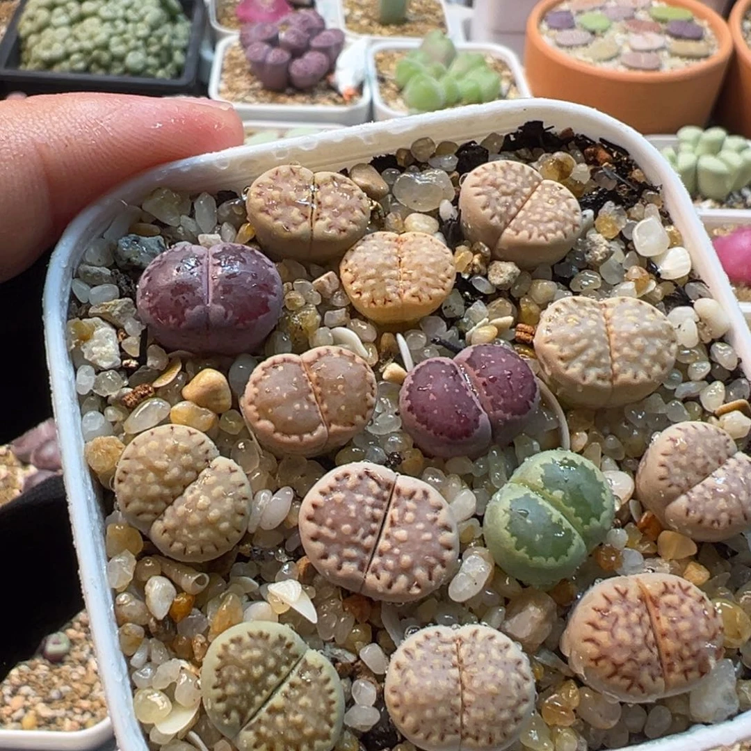452多肉植物种类多样