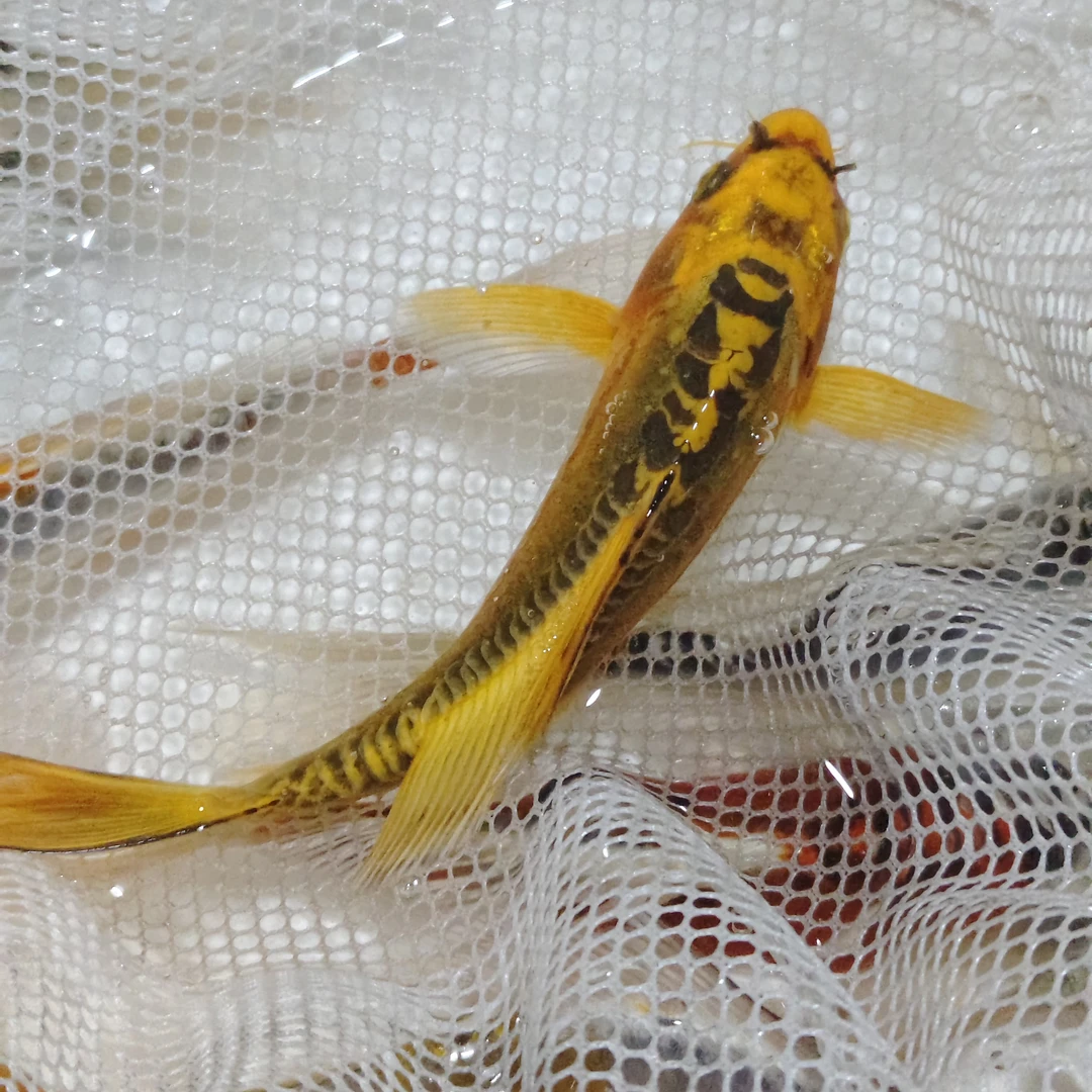 大尺寸【33尾】德国锦鲤 高端血统鲤鱼9-11公分 花色丰富 渔场发货