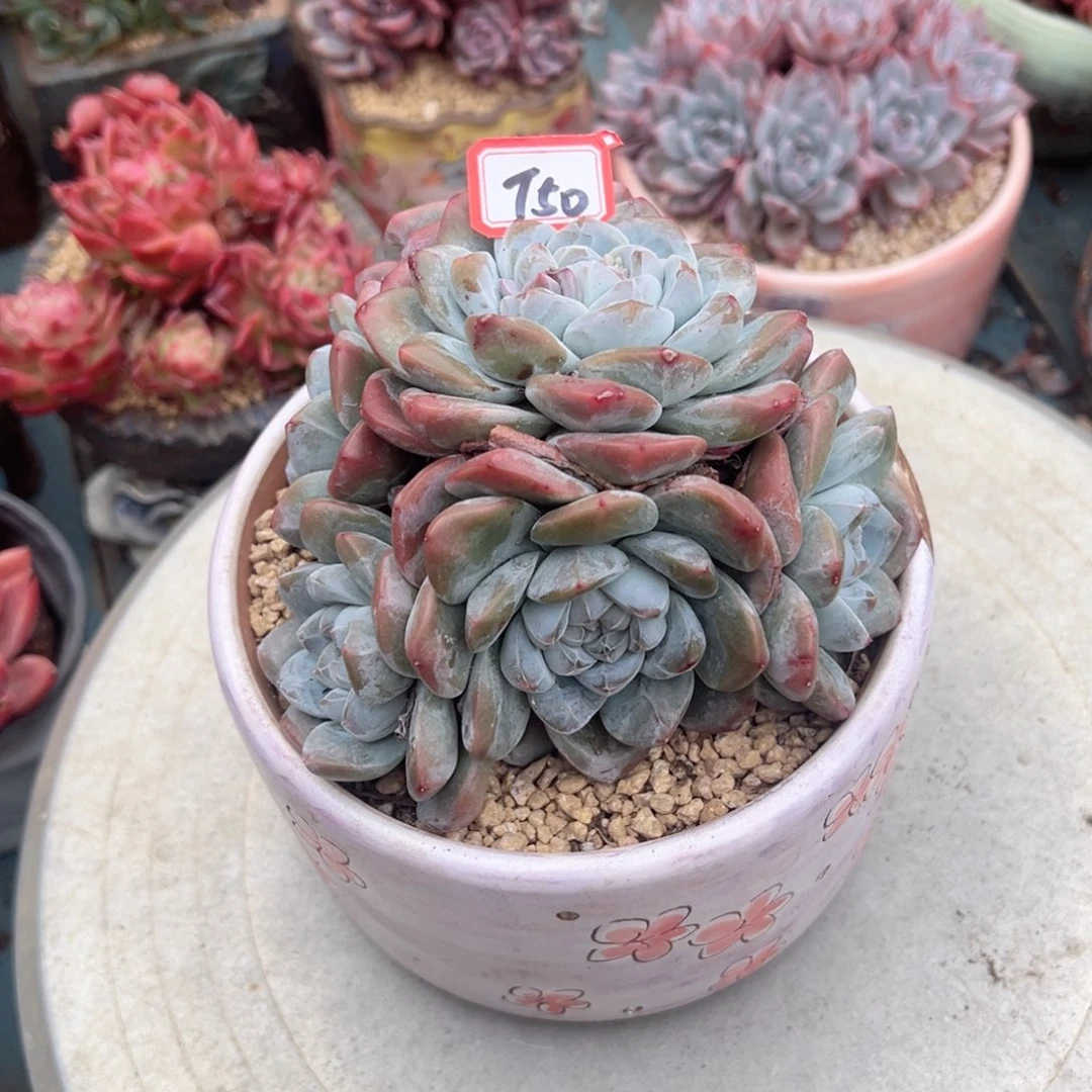 ღ***½精品多肉植物老桩