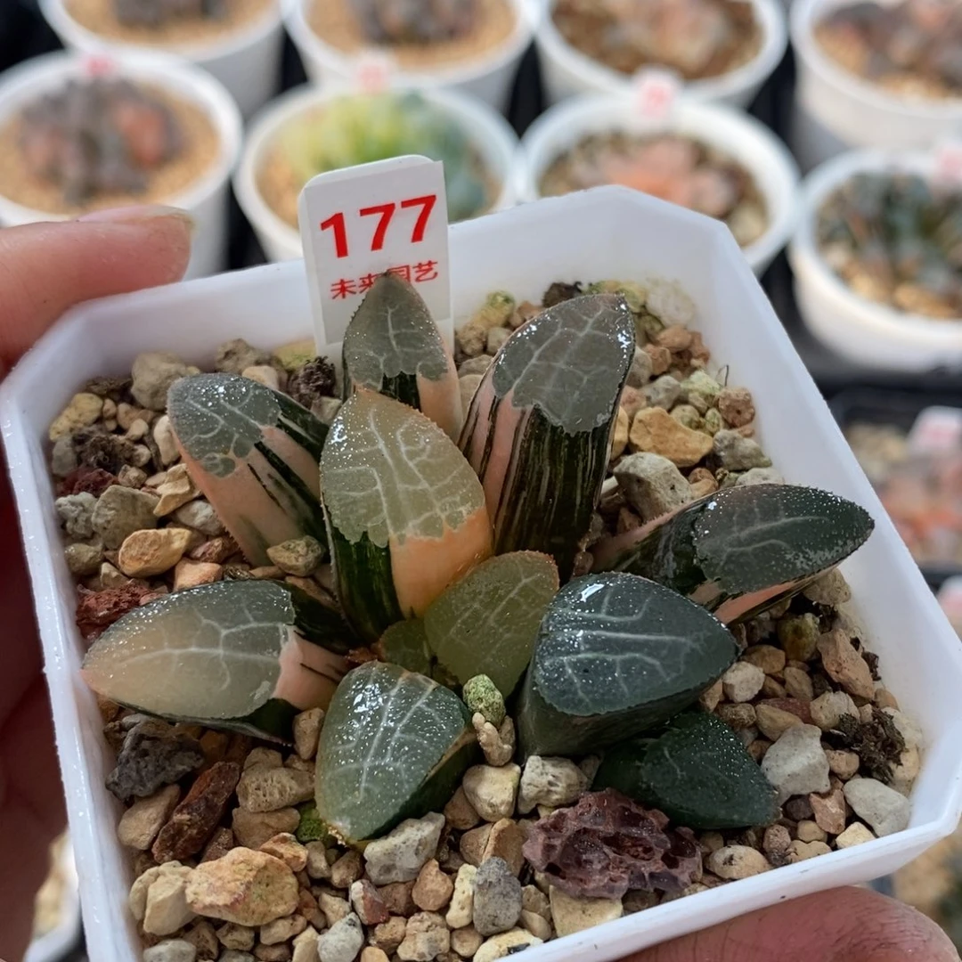 177网纹克锦一物一图