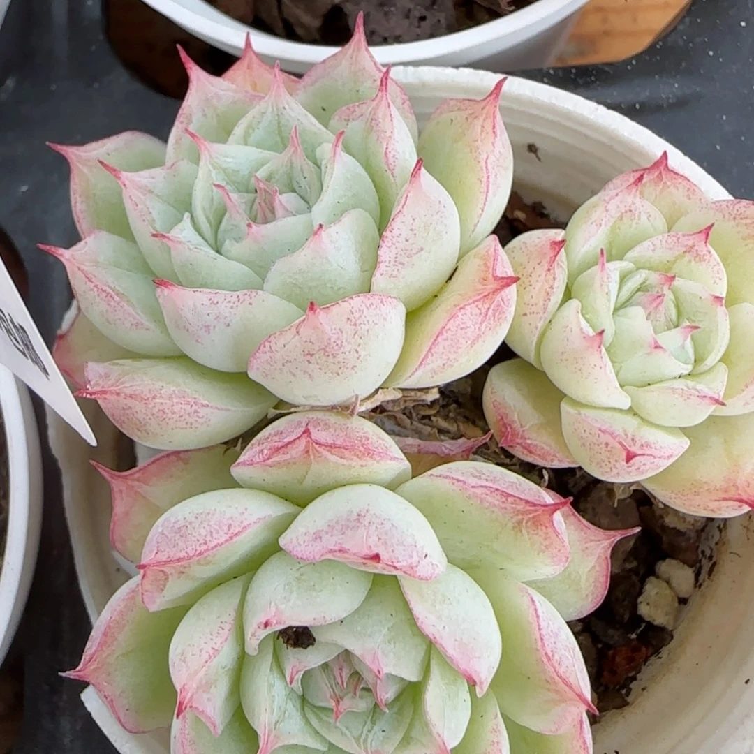 花语逸镜0206-290