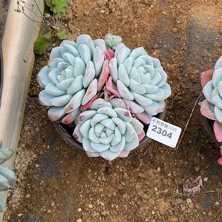 阿阿雅园艺。  2304冰玉