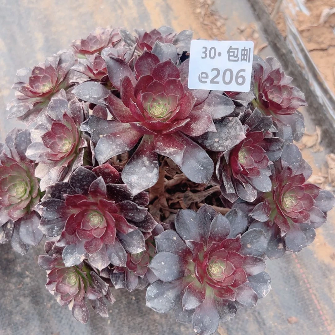 206 赤艳连多肉法师