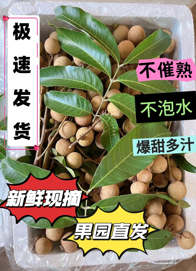 (冷链发货)现摘现发特大果石硖龙眼,下单多发