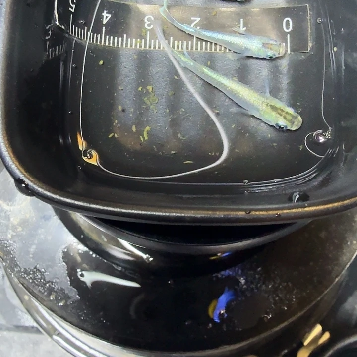 青鳉鱼59号拍品祖母绿