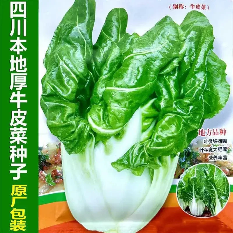 四川本地厚皮菜种子厚肉牛皮菜种籽耐热耐抽苔阳台秋季播蔬菜