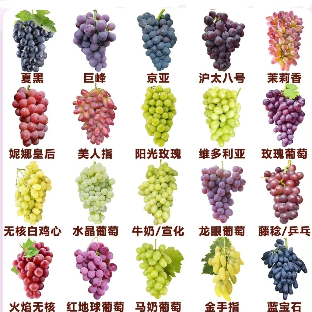 五斤68【前50名福利】（马陆特产葡萄）上海嘉定马陆特产葡萄巨峰巨玫瑰奶油金香一号等新鲜水果上海市