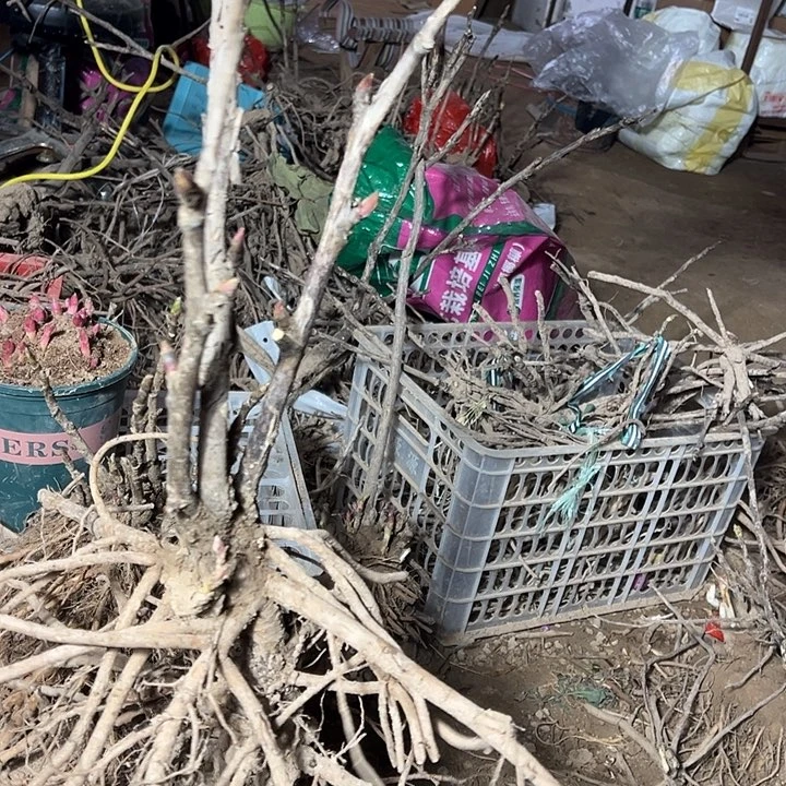？***完全开放仙桃多枝条
