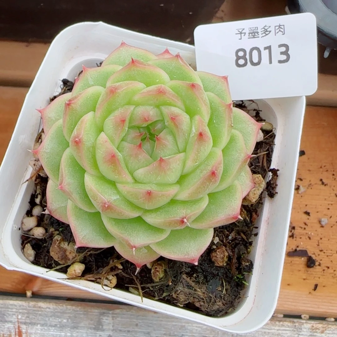 青梅，8013多肉植物