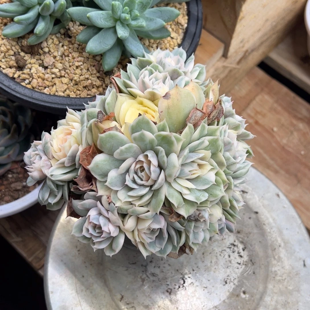 昂斯洛锦 夏鸣园艺