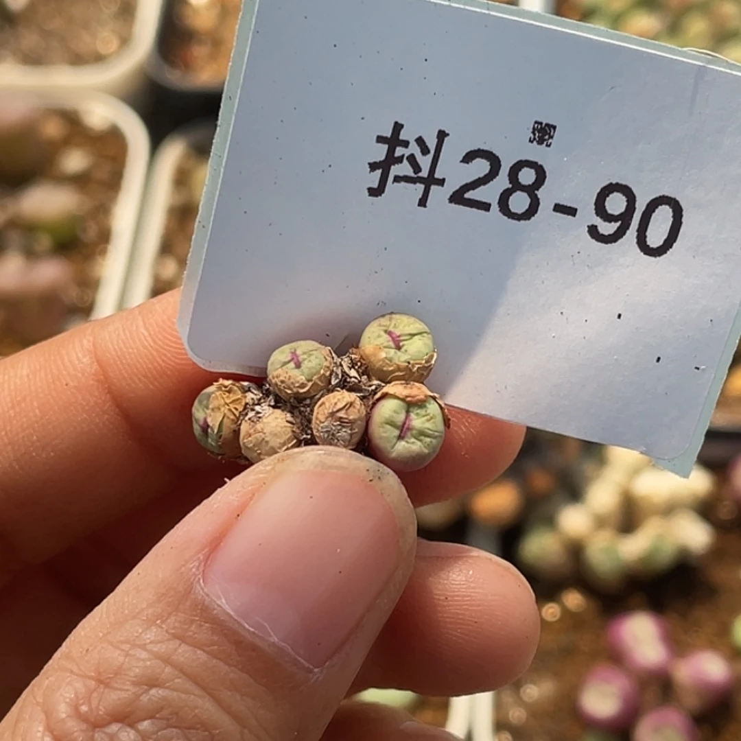 桃*28-90肉锥多肉植物