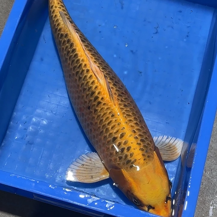 海水鱼赤目芒果金松