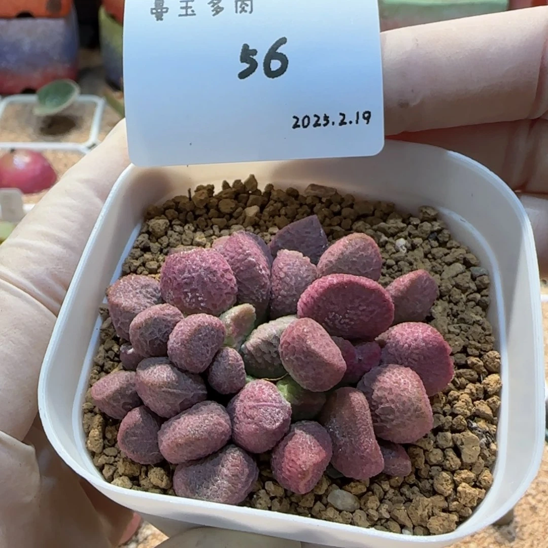 多肉多肉多肉2.19-056