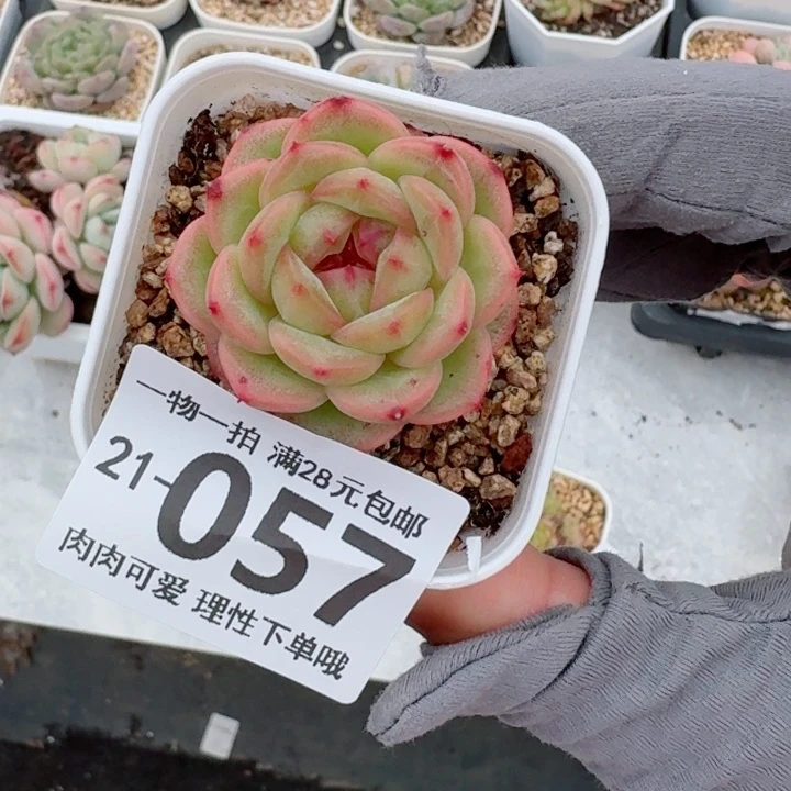 财富密码多肉植物多肉植物多肉