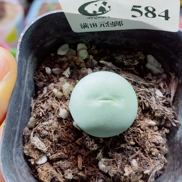 生石花花花花花花花584