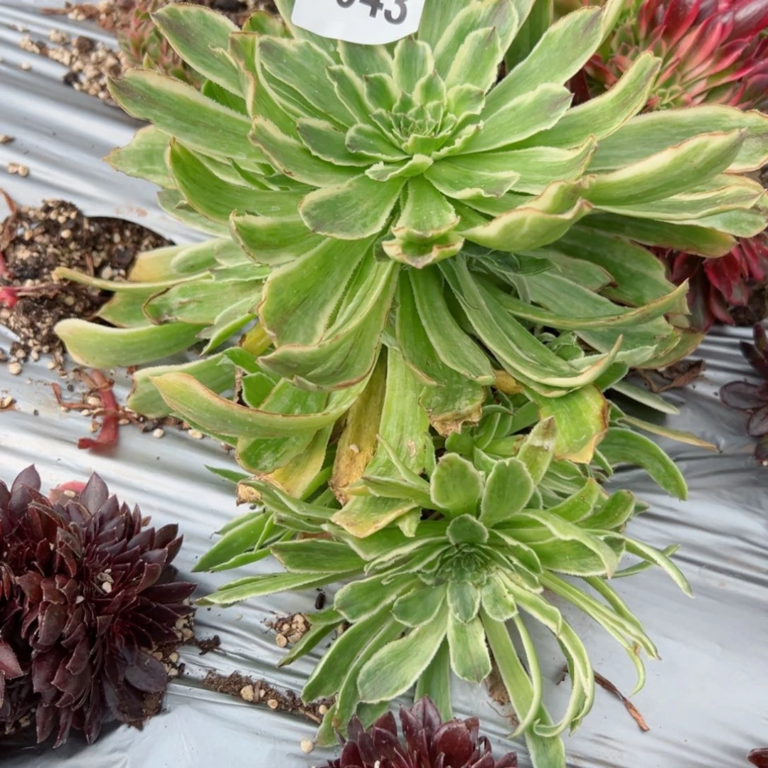 我7043 号多肉法师新年特价