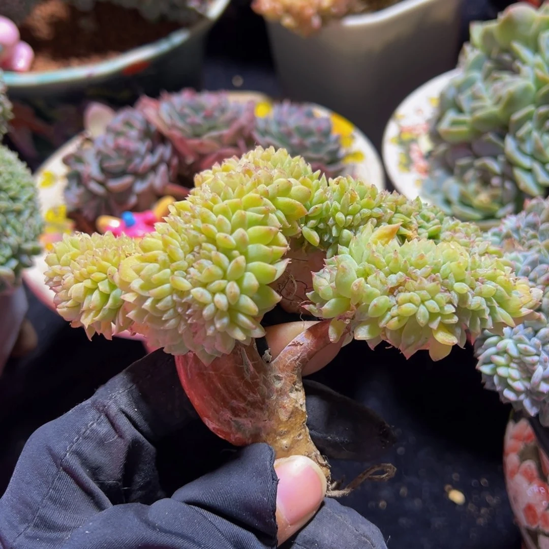 黄钻冰魄缀微瑕天天开心