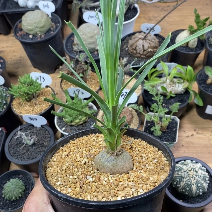 实生龟甲酒瓶兰460号4cm