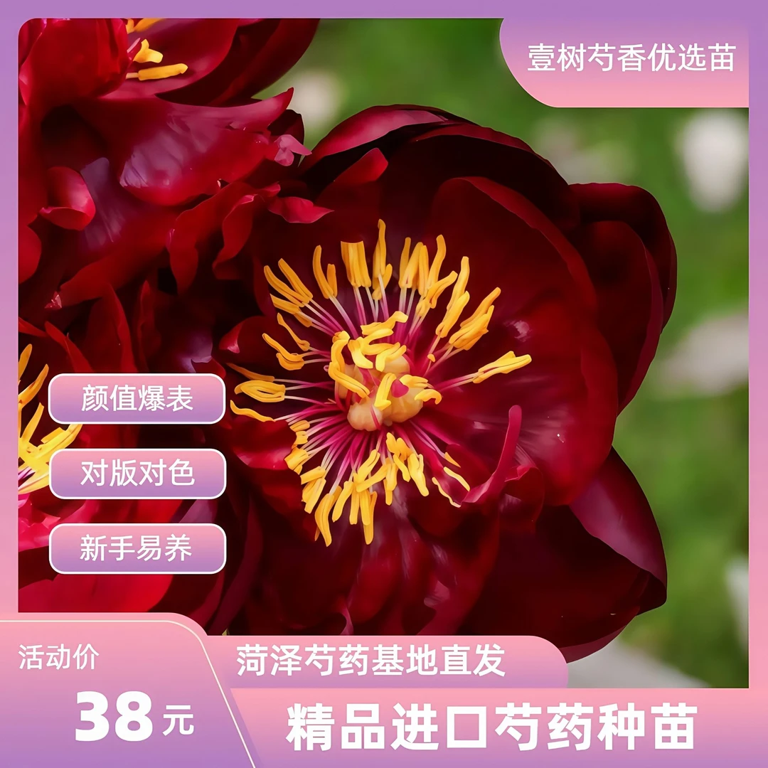 【芍药巴克艾美人】种苗源头直发保对版盆栽阳台办公室芍药花
