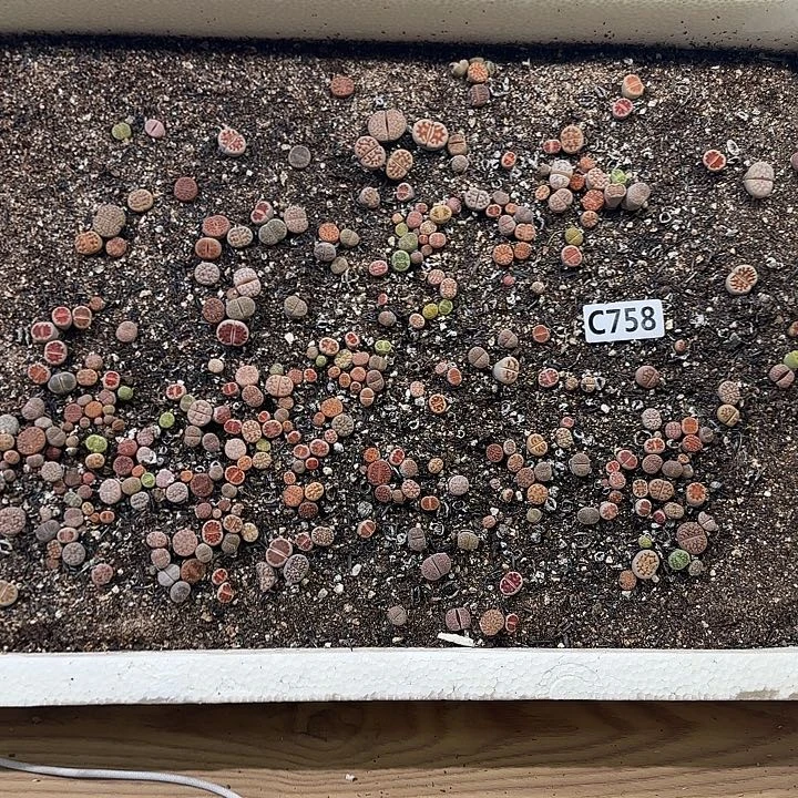 C758生石花脱土包邮