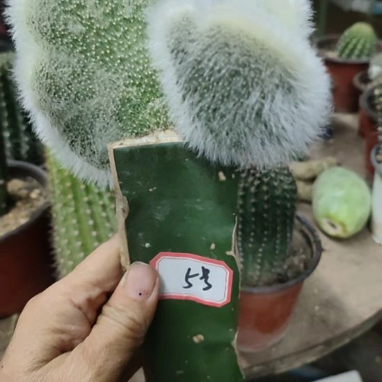 仙人球九尾狐缀化5号