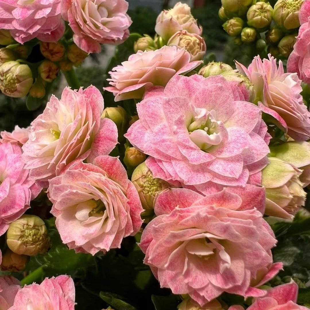 浪漫樱花130大盆