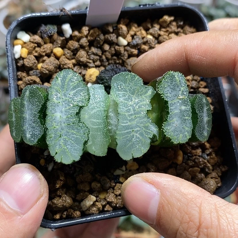 【闪购商品】409实生