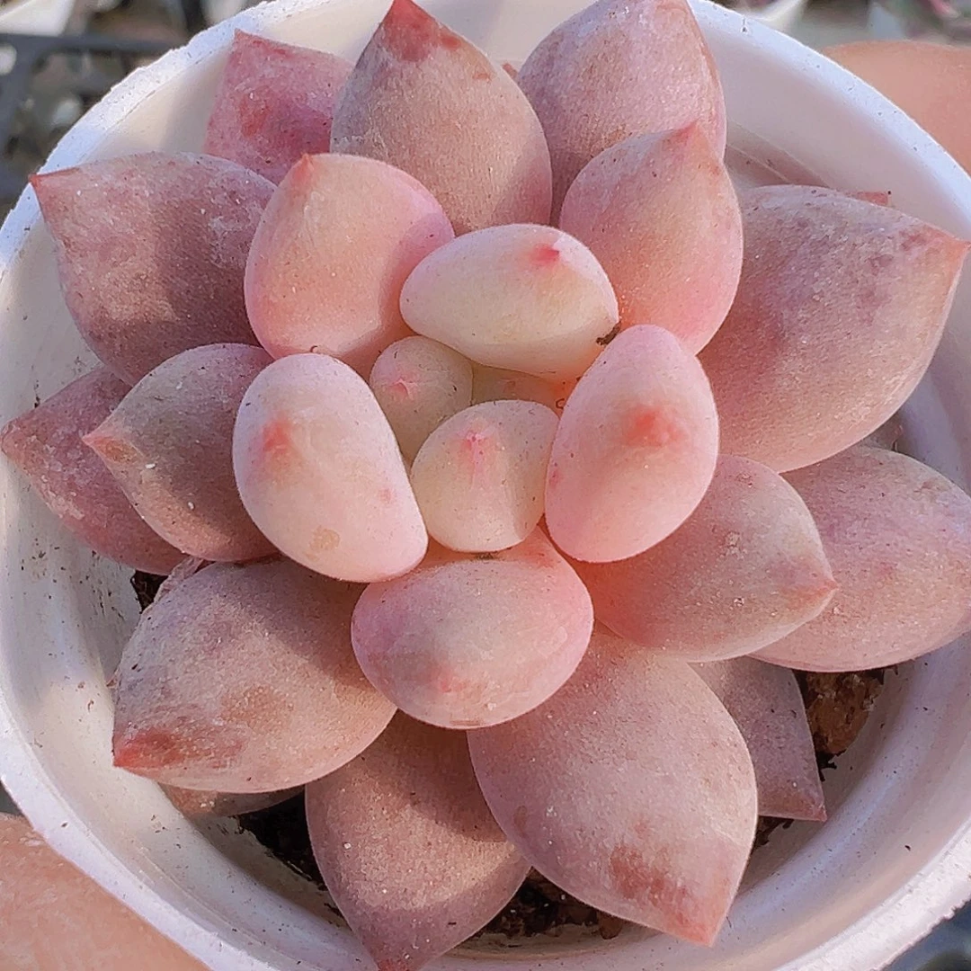 半夏19包邮多肉植物