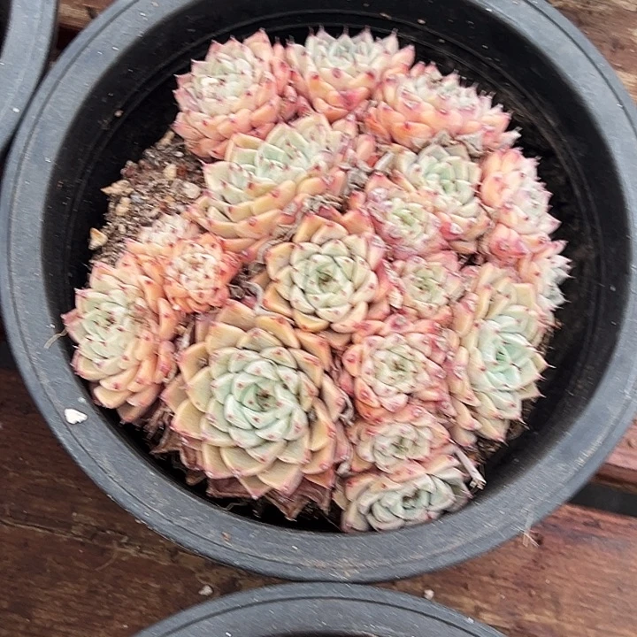 团078   沙罗姬牡丹   福利