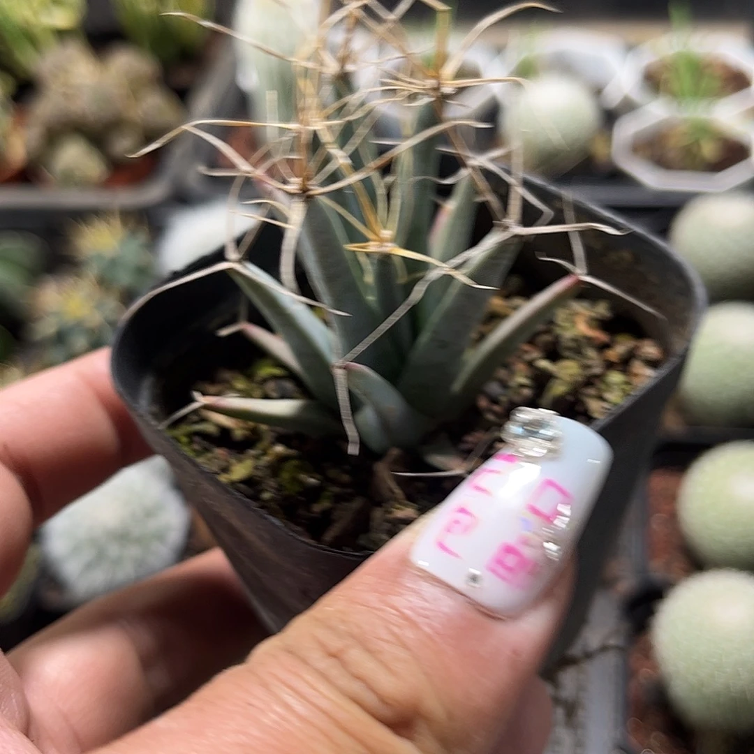 光山单头发货单头发货