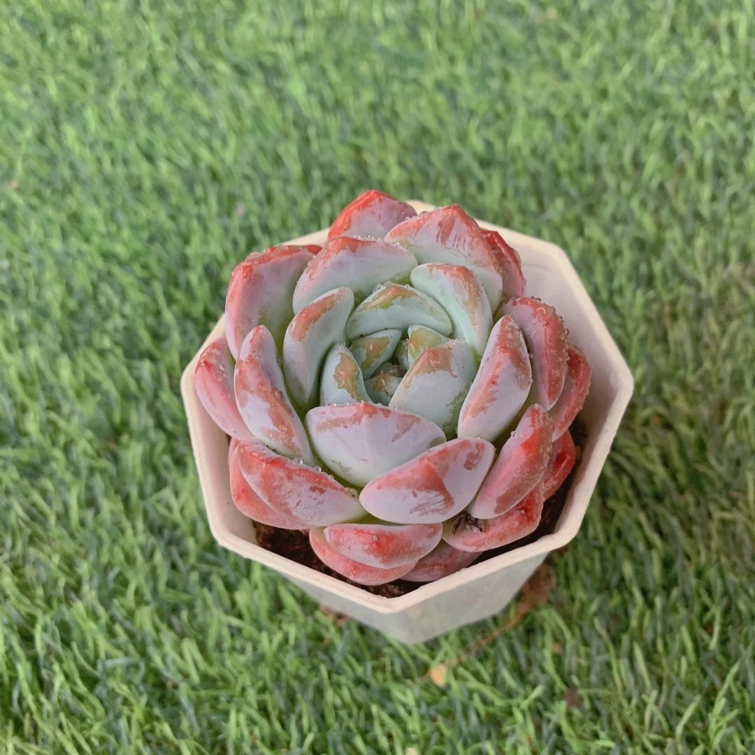 厚梦单头5-7CM【花界草堂】精品多肉阳台盆栽新手易养一单包邮