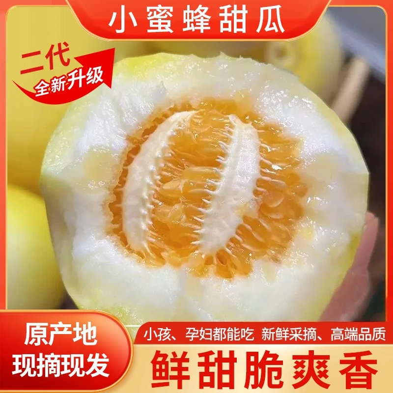 【新鲜采摘】山东小蜜蜂甜瓜早甜脆小蜜罐甜瓜新鲜采摘脆甜多汁