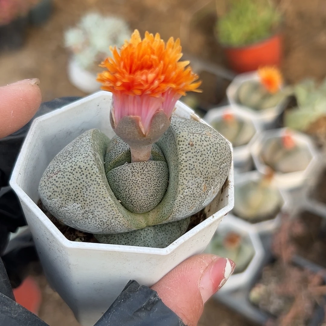 多肉植物绿帝玉元宝