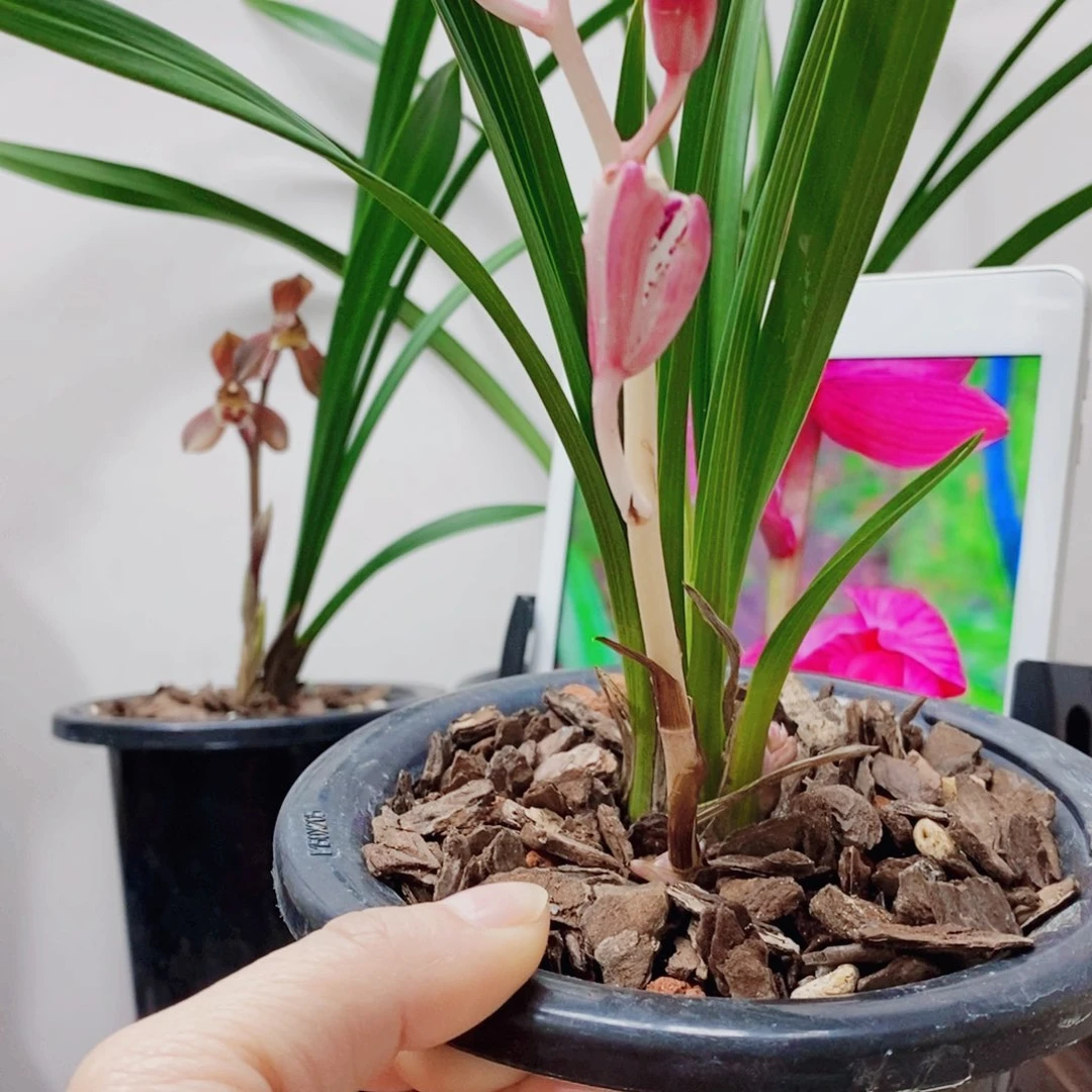 江***@大部分花苞少量开放